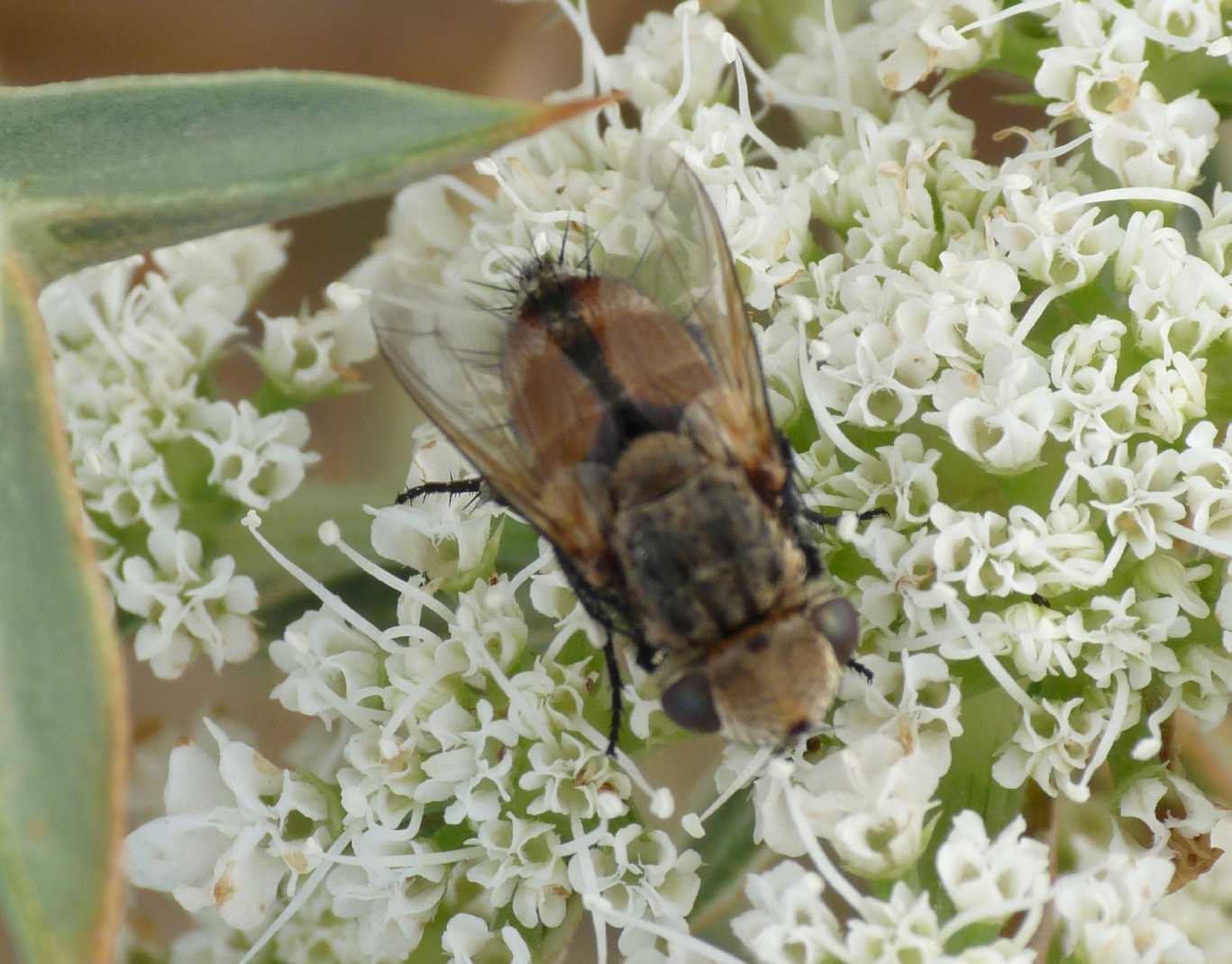 Tachinidae? Si probabile Gonia